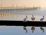 Perched Pelicans_4665-6
